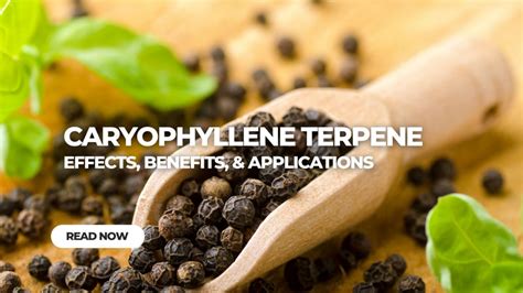 Caryophyllene Terpene: Effects, Benefits, & Applications.